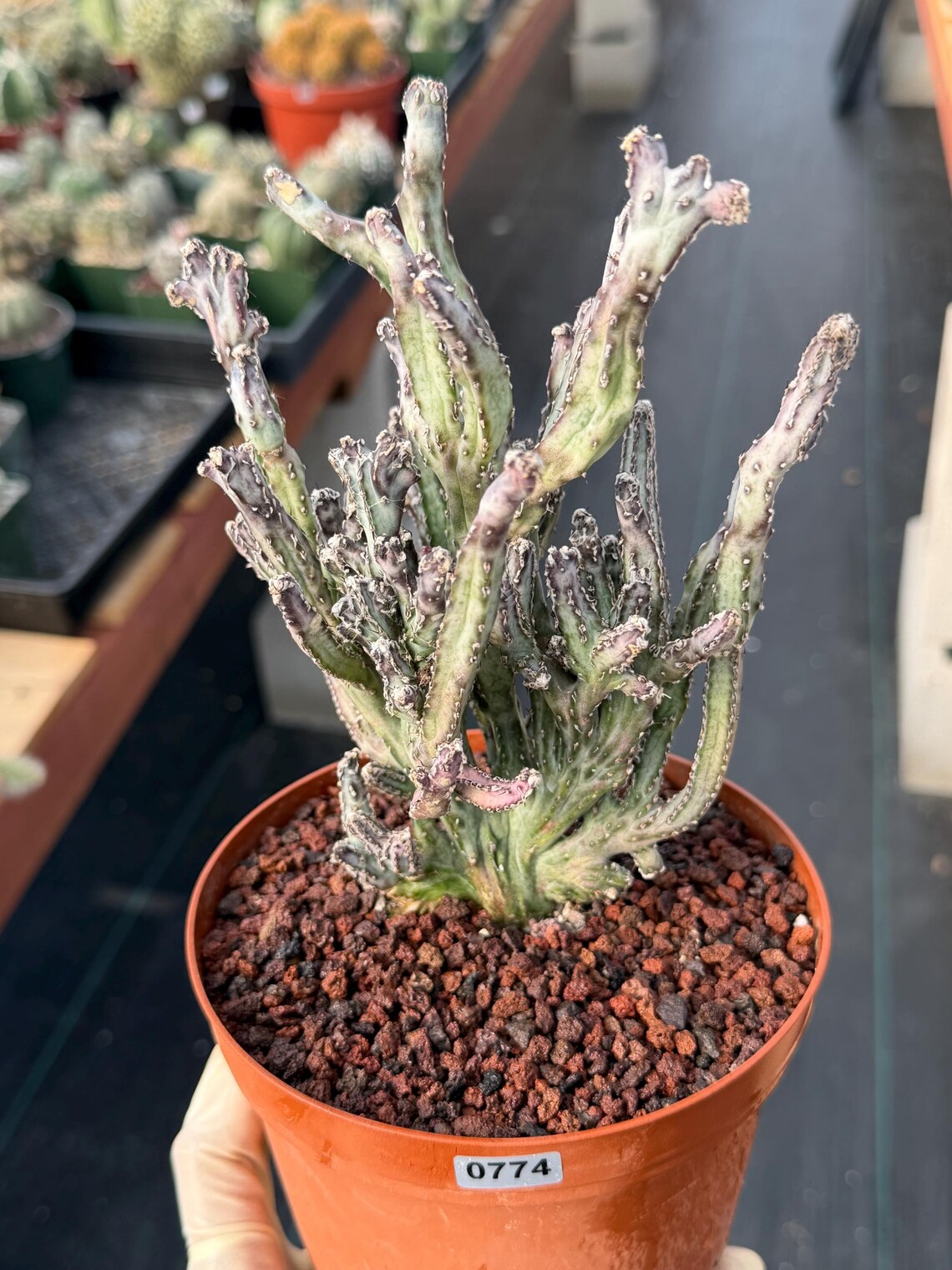 Monvillea Cereus Spegazzinii Cactus #774 | 7-Inch Exact Plant