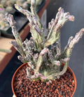 Monvillea Cereus Spegazzinii Cactus #774 | 7-Inch Exact Plant
