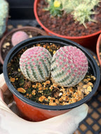 Double Rainbow Cactus – Seed-Grown Live Pink Cactus