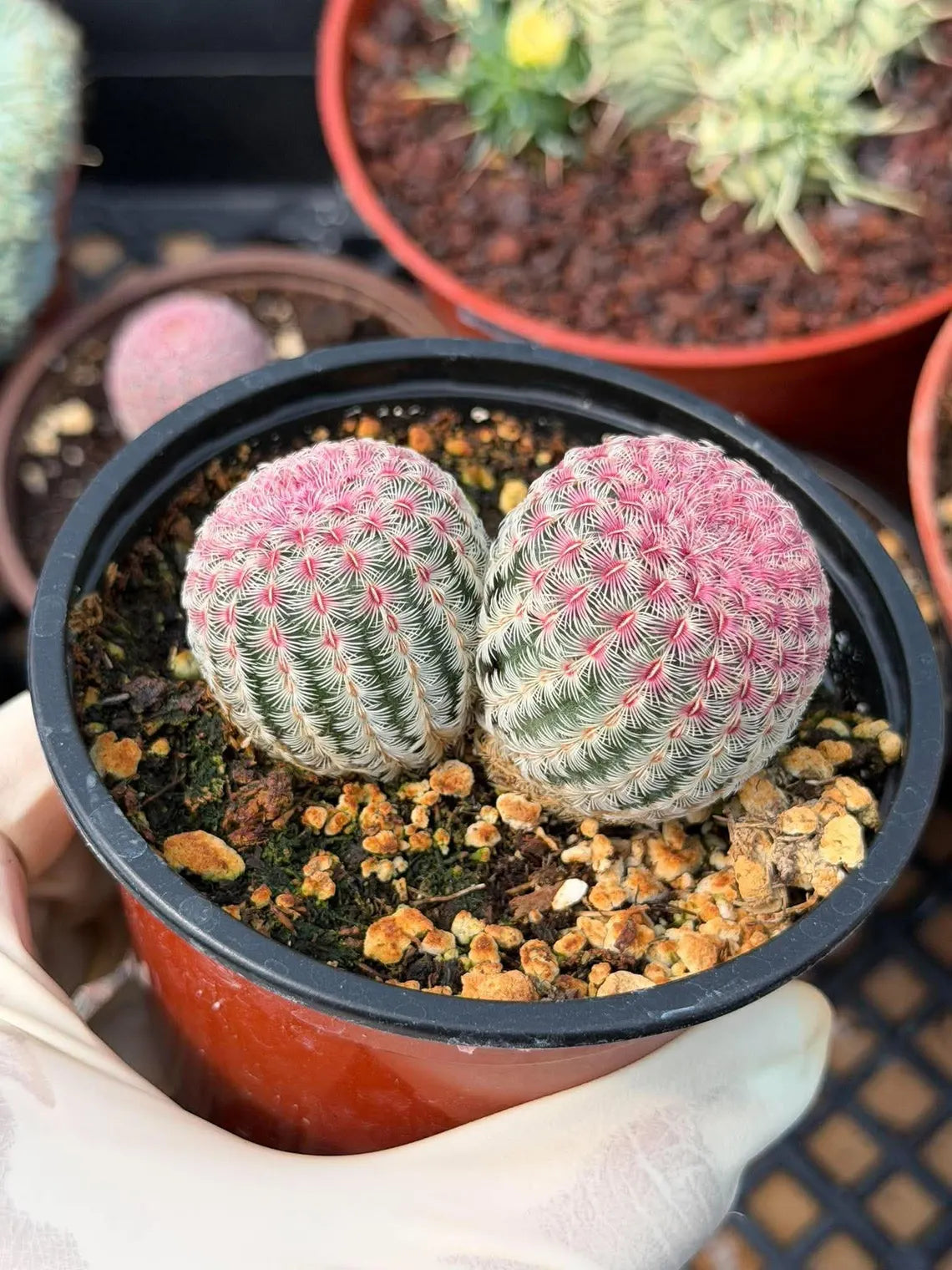 Double Rainbow Cactus – Seed-Grown Live Pink Cactus