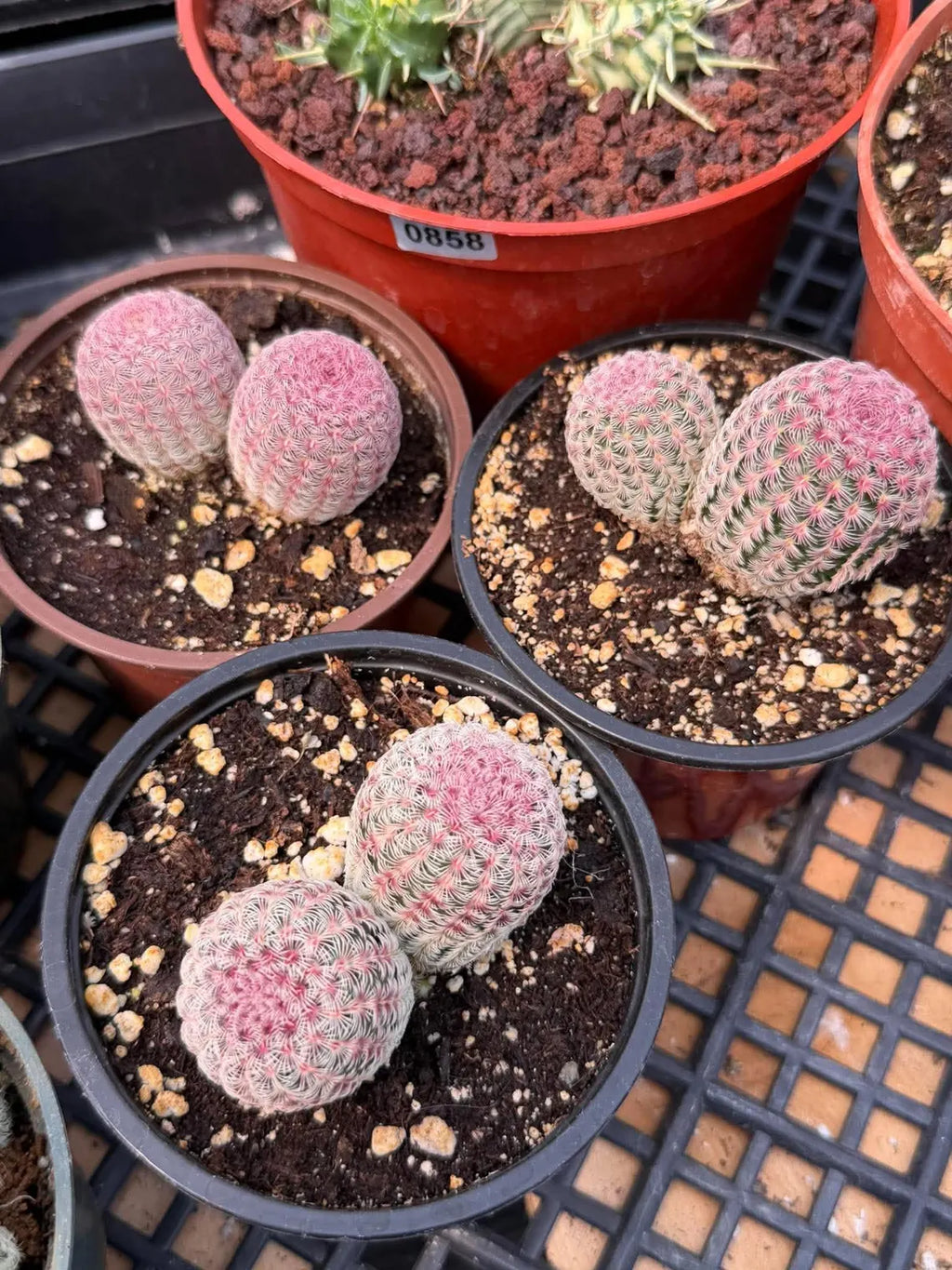 Double Rainbow Cactus – Seed-Grown Live Pink Cactus