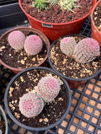 Double Rainbow Cactus – Seed-Grown Live Pink Cactus
