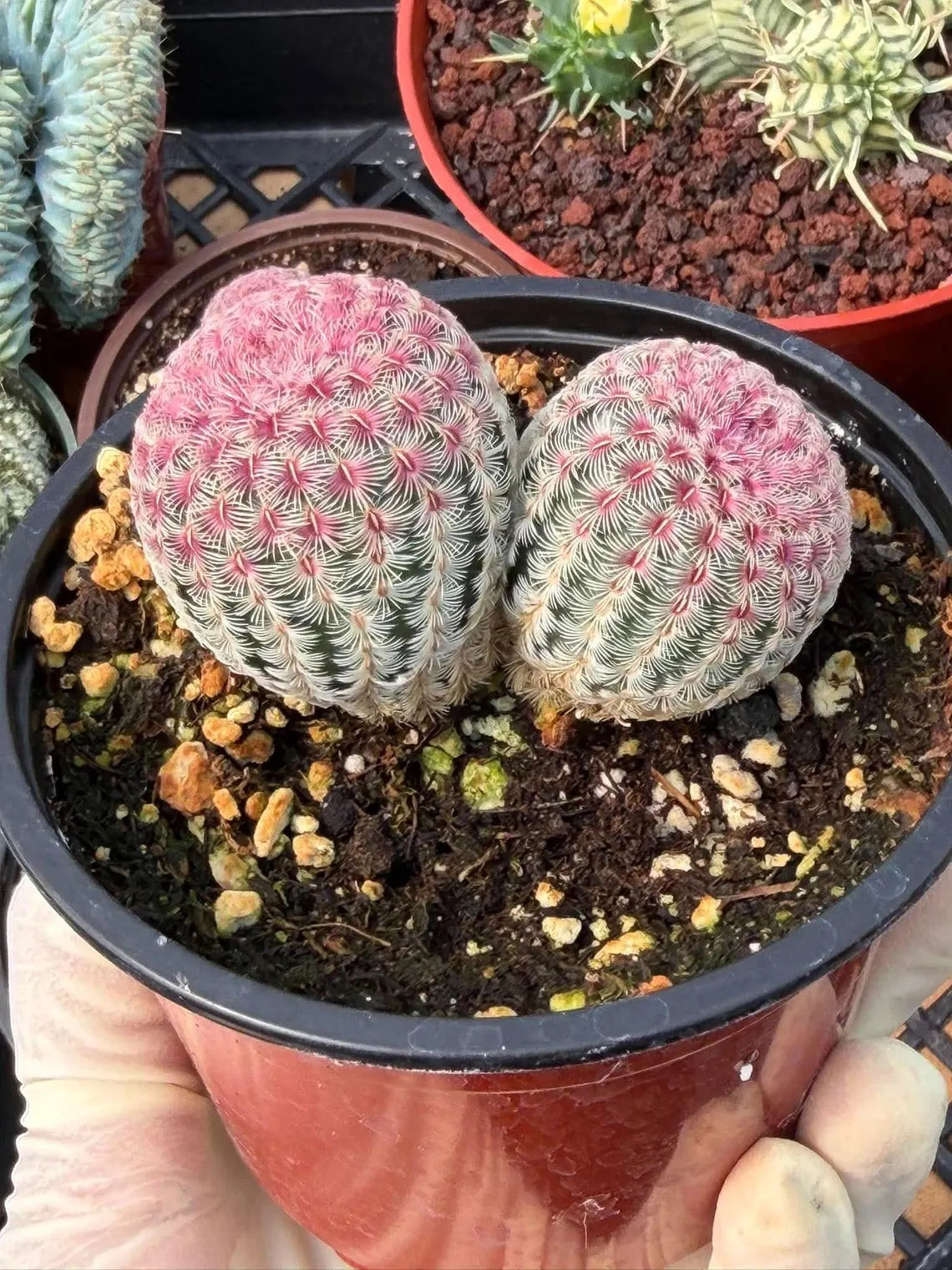 Double Rainbow Cactus – Seed-Grown Live Pink Cactus