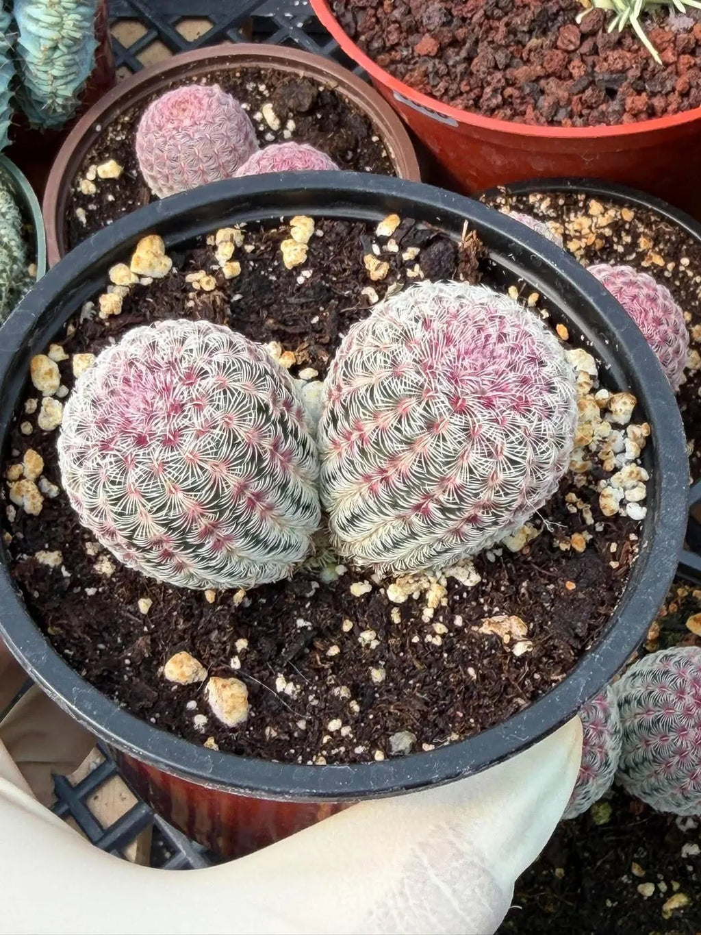 Double Rainbow Cactus – Seed-Grown Live Pink Cactus
