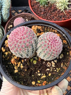 Double Rainbow Cactus – Seed-Grown Live Pink Cactus