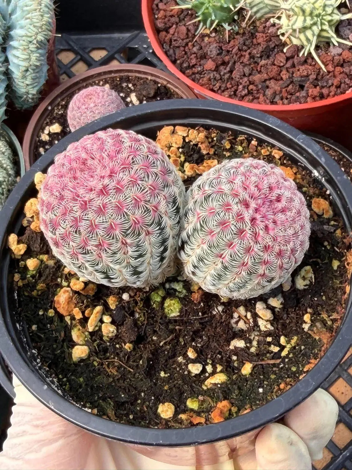 Double Rainbow Cactus – Seed-Grown Live Pink Cactus