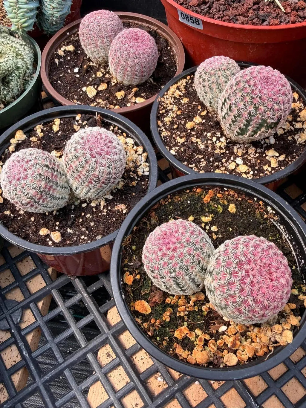 Double Rainbow Cactus – Seed-Grown Live Pink Cactus