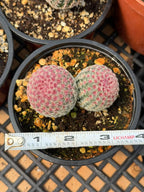 Double Rainbow Cactus – Seed-Grown Live Pink Cactus