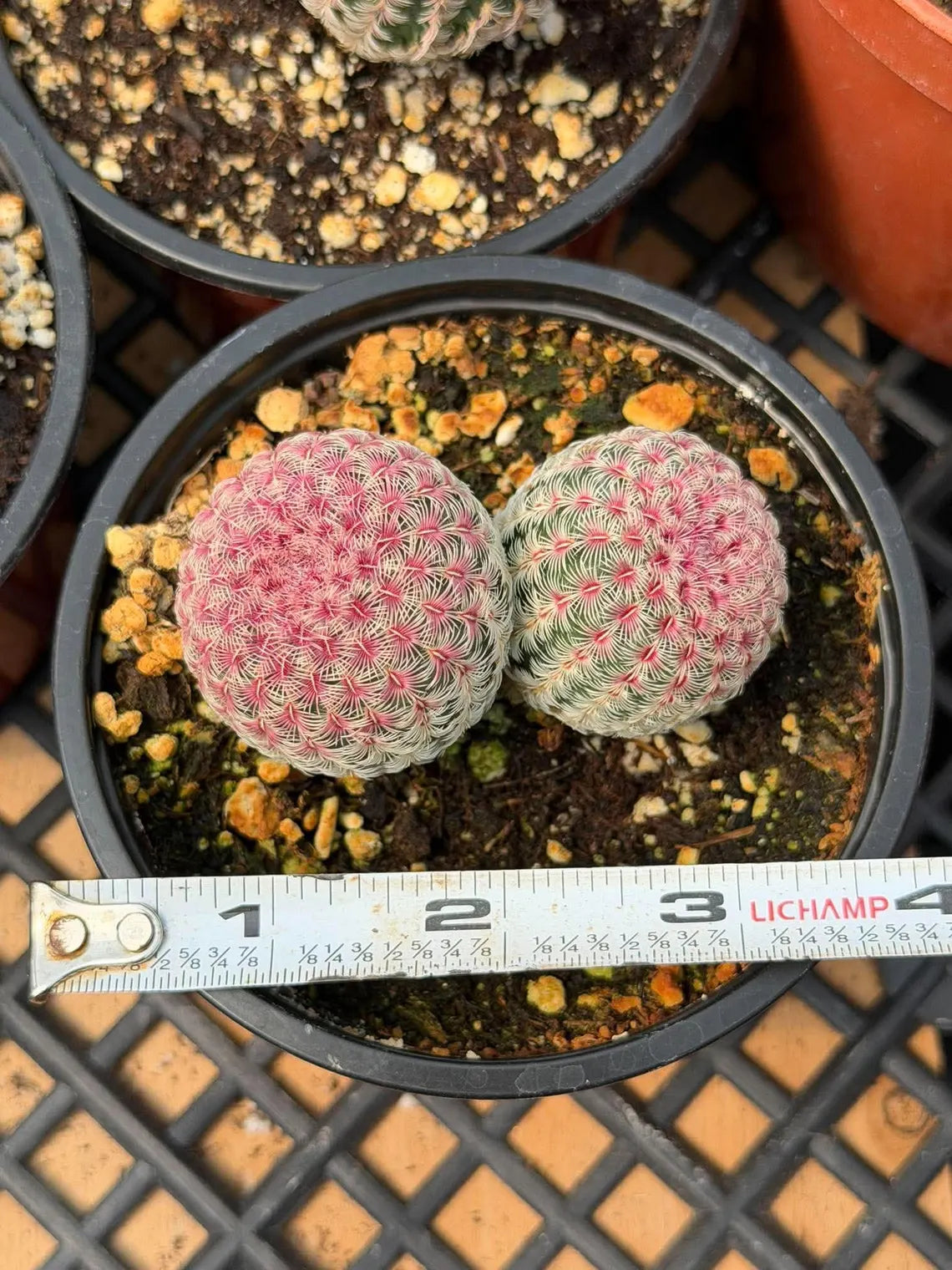Double Rainbow Cactus – Seed-Grown Live Pink Cactus