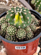 Variegated Lilly Easter Cactus Cluster #810
