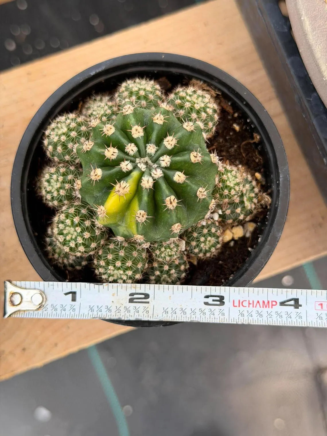 Variegated Lilly Easter Cactus Cluster #810