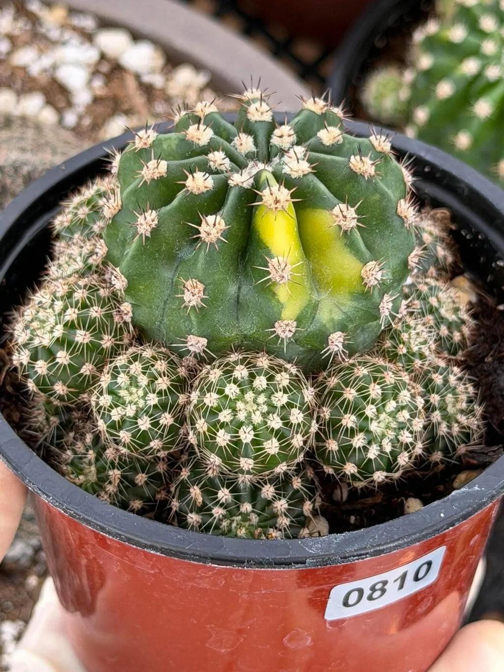 Variegated Lilly Easter Cactus Cluster #810