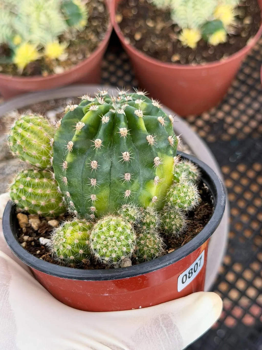 Variegated Lilly Easter Cactus Cluster #807