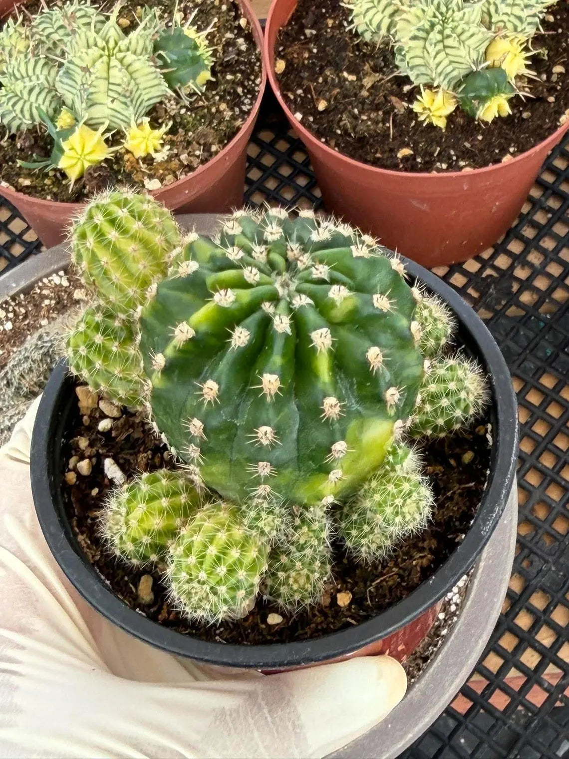 Variegated Lilly Easter Cactus Cluster #807