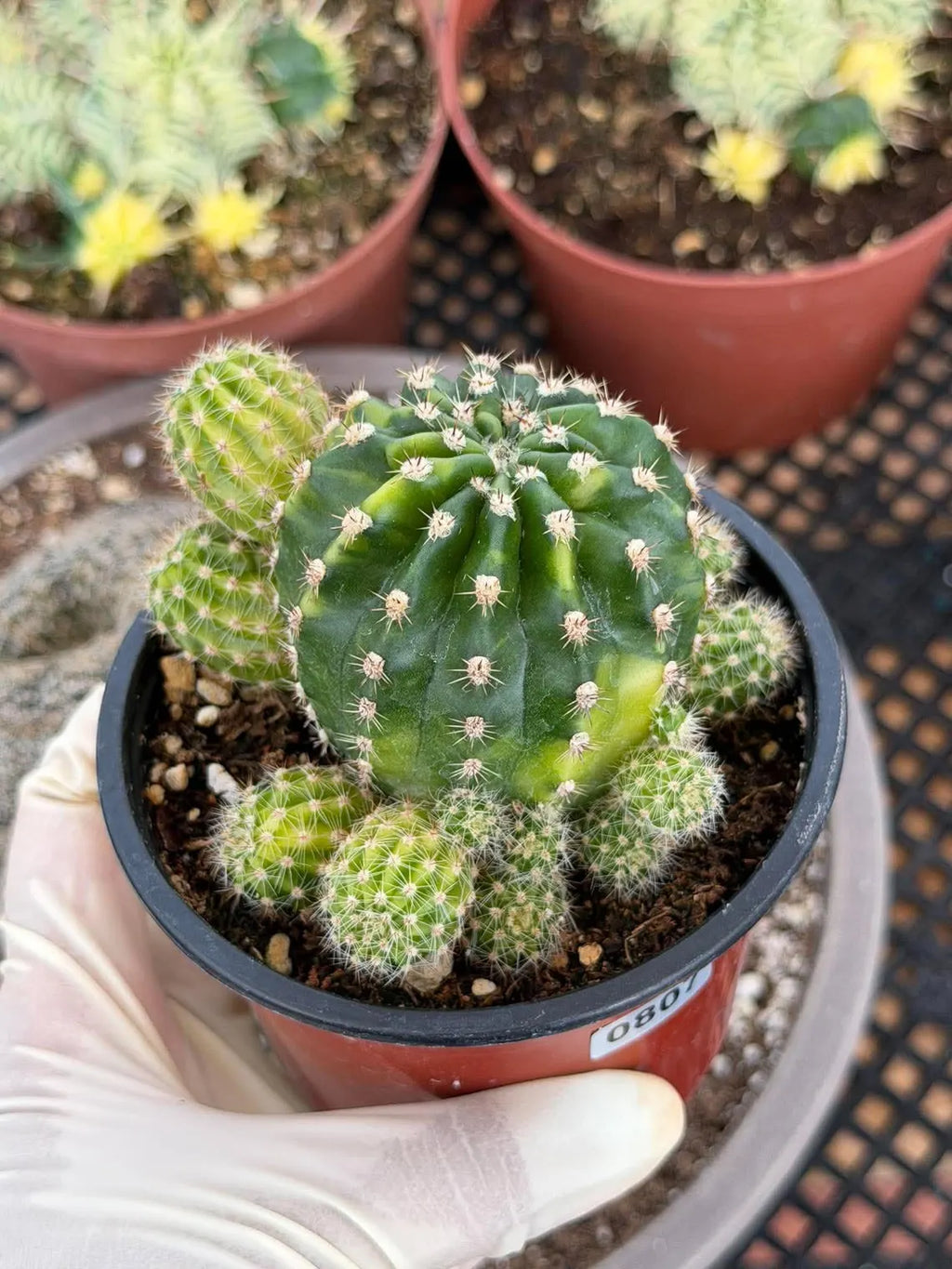 Variegated Lilly Easter Cactus Cluster #807