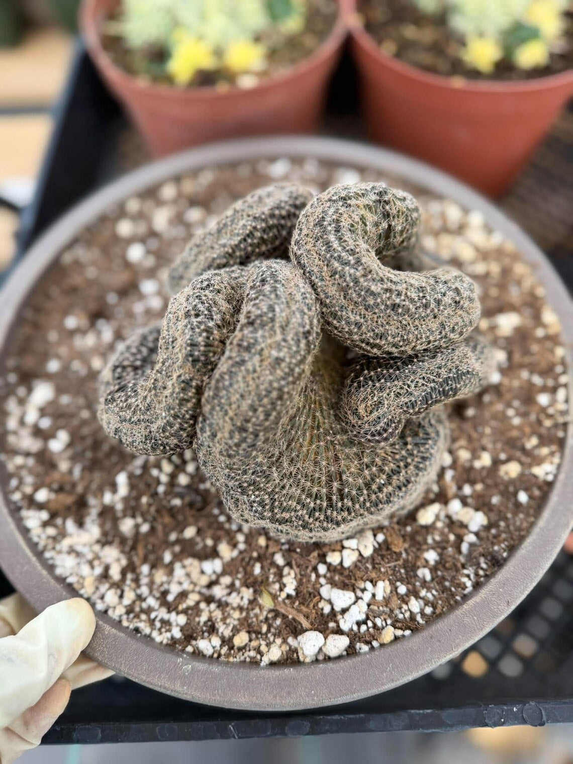 Crested Lobivia Famatimensis – Rare Live Cactus
