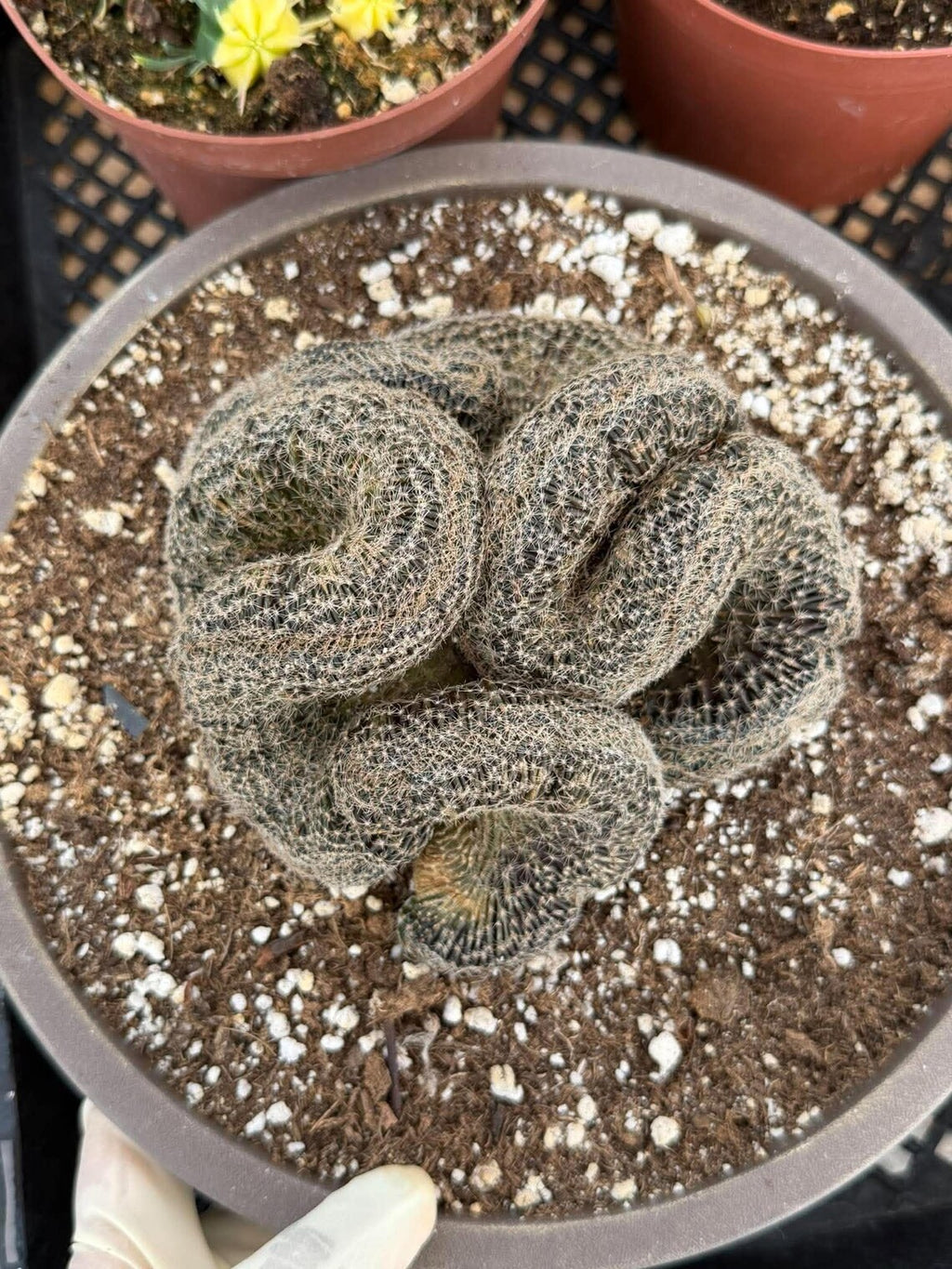 Crested Lobivia Famatimensis – Rare Live Cactus