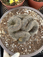 Crested Lobivia Famatimensis – Rare Live Cactus