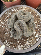 Crested Lobivia Famatimensis – Rare Live Cactus
