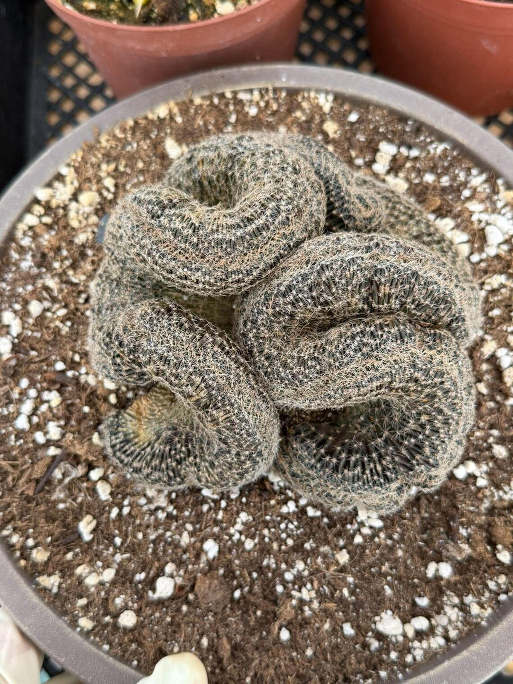 Crested Lobivia Famatimensis – Rare Live Cactus