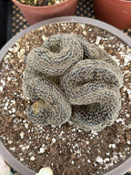 Crested Lobivia Famatimensis – Rare Live Cactus