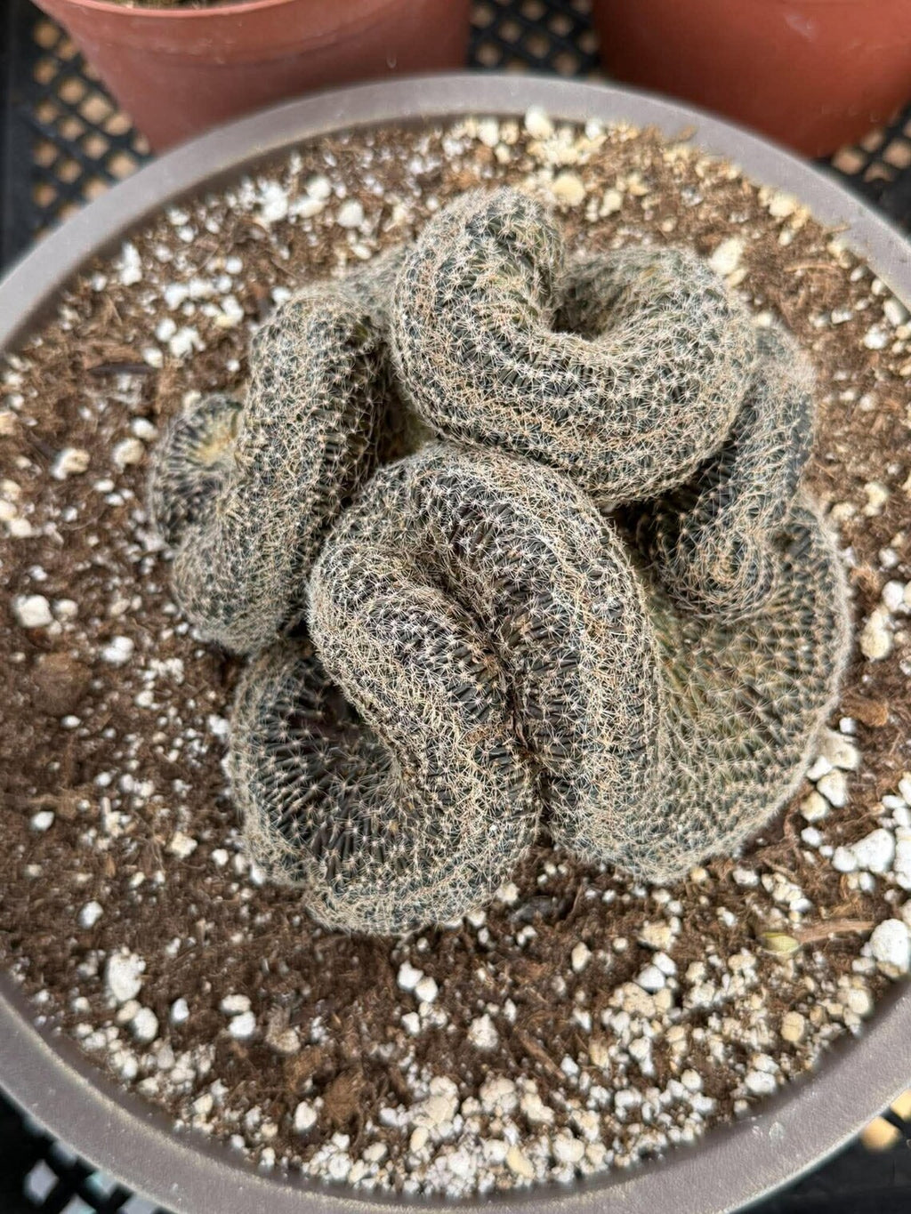 Crested Lobivia Famatimensis – Rare Live Cactus