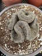 Crested Lobivia Famatimensis – Rare Live Cactus