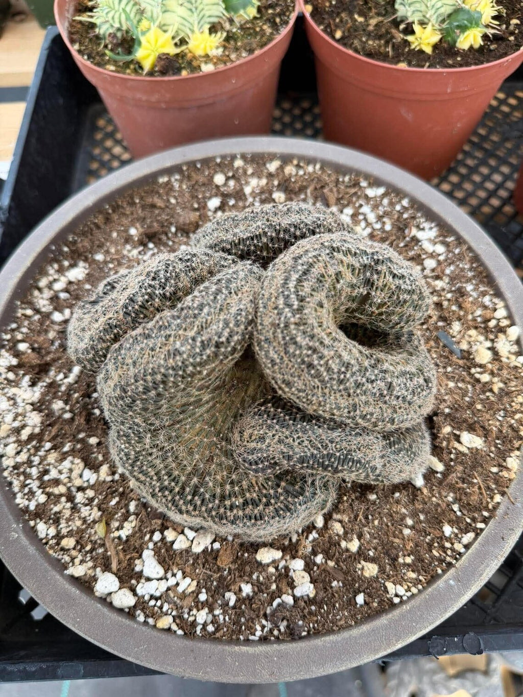 Crested Lobivia Famatimensis – Rare Live Cactus