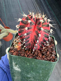 Gymnocalycium Mihanovichii Variegated Cactus – Rare Red & Black Hybrid Succulent #402
