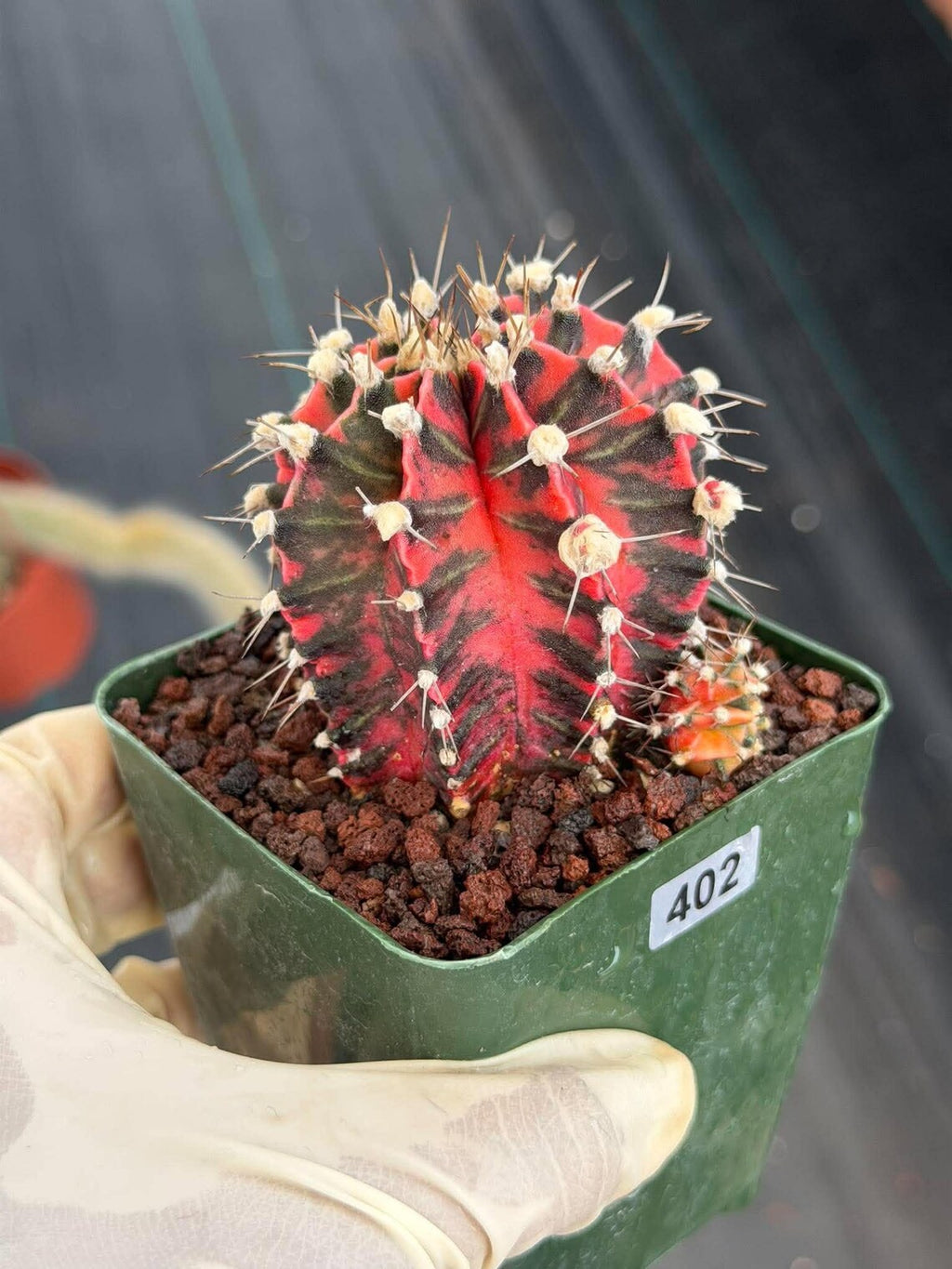 Gymnocalycium Mihanovichii Variegated Cactus – Rare Red & Black Hybrid Succulent #402