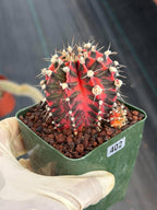 Gymnocalycium Mihanovichii Variegated Cactus – Rare Red & Black Hybrid Succulent #402
