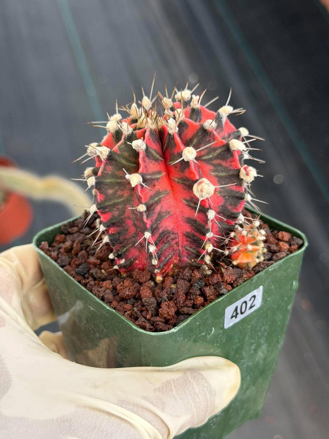 Gymnocalycium Mihanovichii Variegated Cactus – Rare Red & Black Hybrid Succulent #402