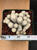 Crested Epithelantha bokei Cactus #328 | Exact Plant