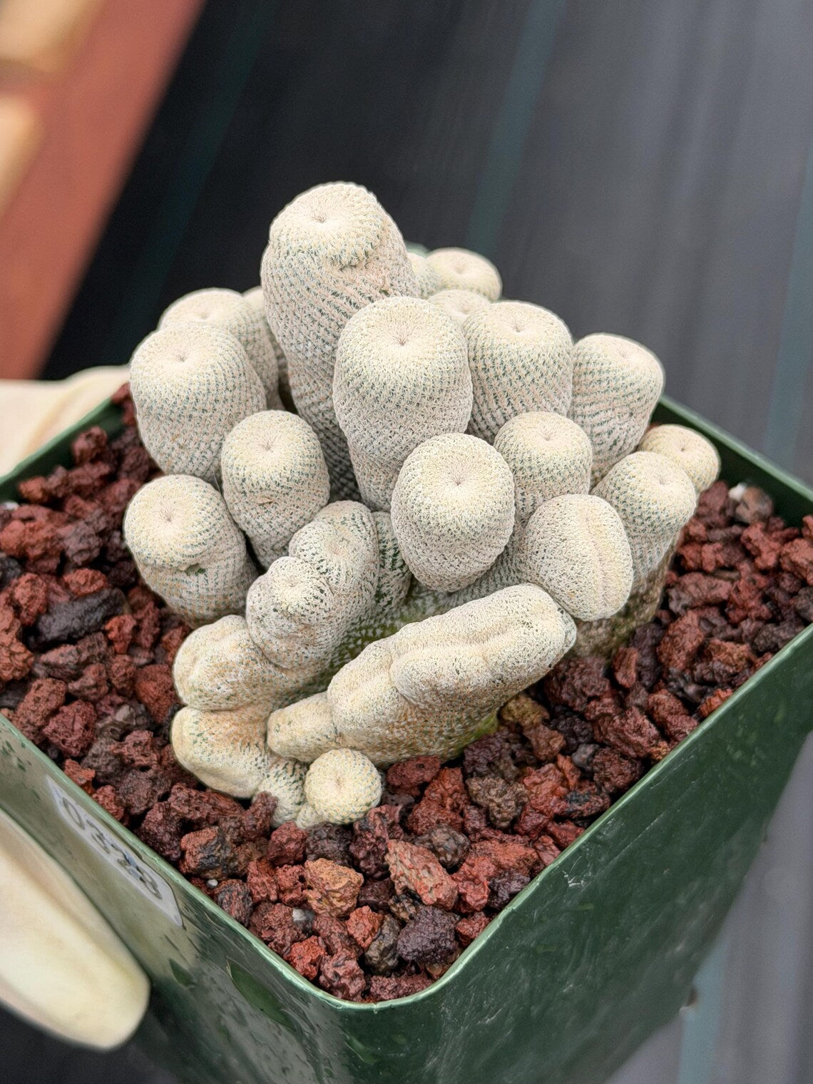 Crested Epithelantha bokei Cactus #328 | Exact Plant