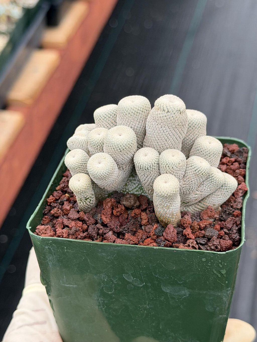 Crested Epithelantha bokei Cactus #328 | Exact Plant