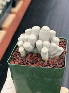 Crested Epithelantha bokei Cactus #328 | Exact Plant