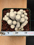 Crested Epithelantha bokei Cactus #328 | Exact Plant