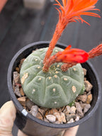 Variegated Matucana madisoniorum Cactus with Pups #938