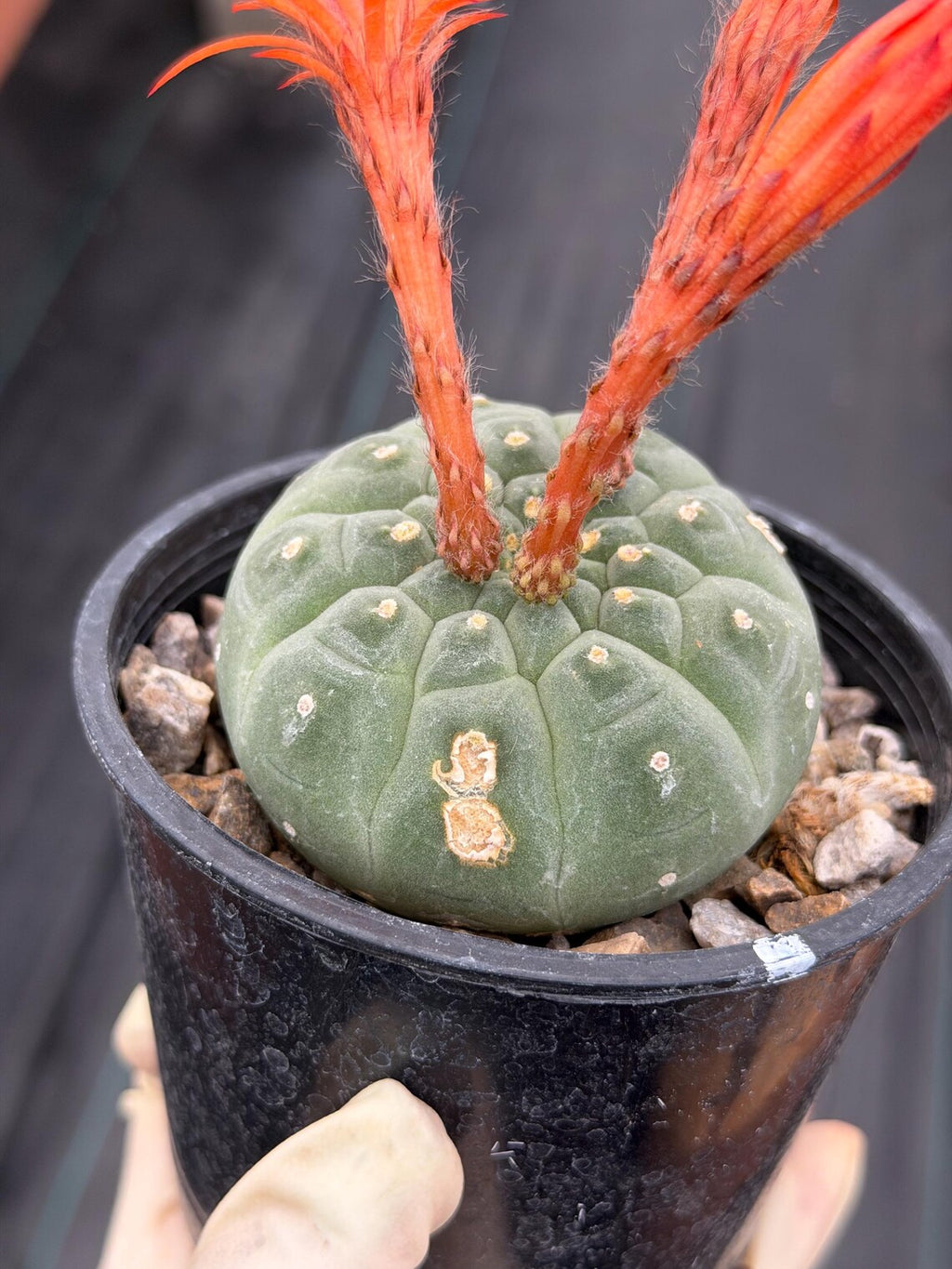 Variegated Matucana madisoniorum Cactus with Pups #938