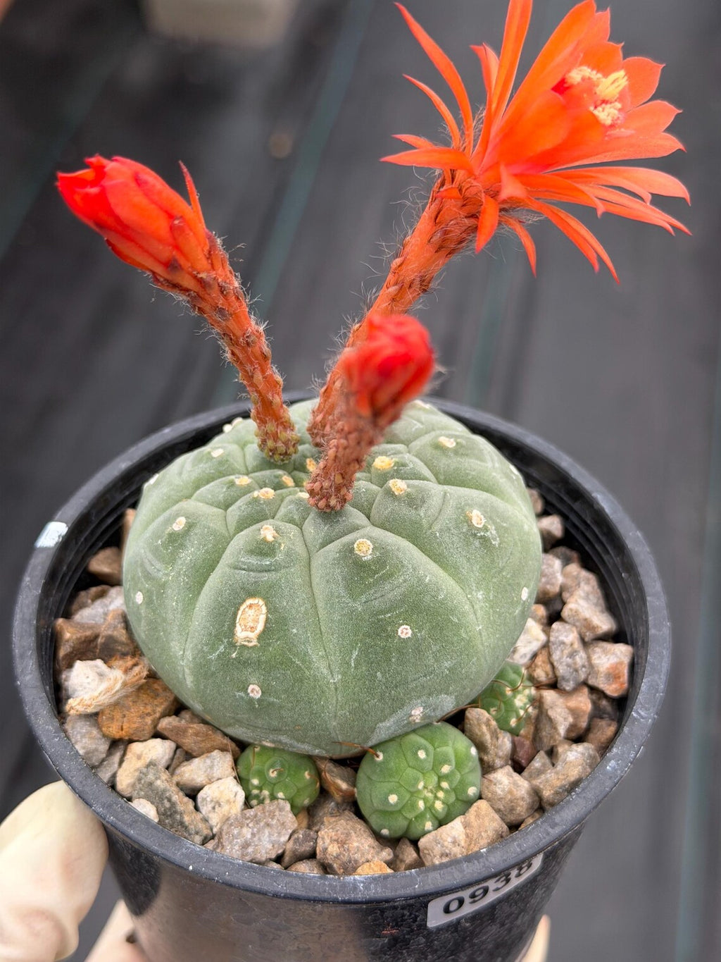 Variegated Matucana madisoniorum Cactus with Pups #938