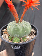 Variegated Matucana madisoniorum Cactus with Pups #938