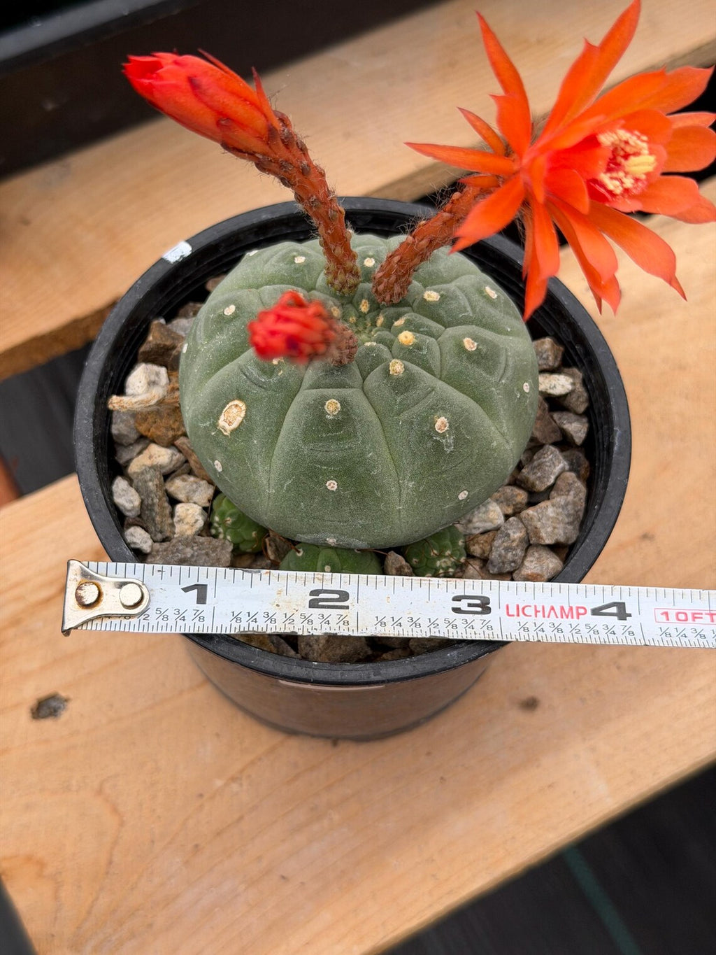 Variegated Matucana madisoniorum Cactus with Pups #938