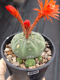 Variegated Matucana madisoniorum Cactus with Pups #938