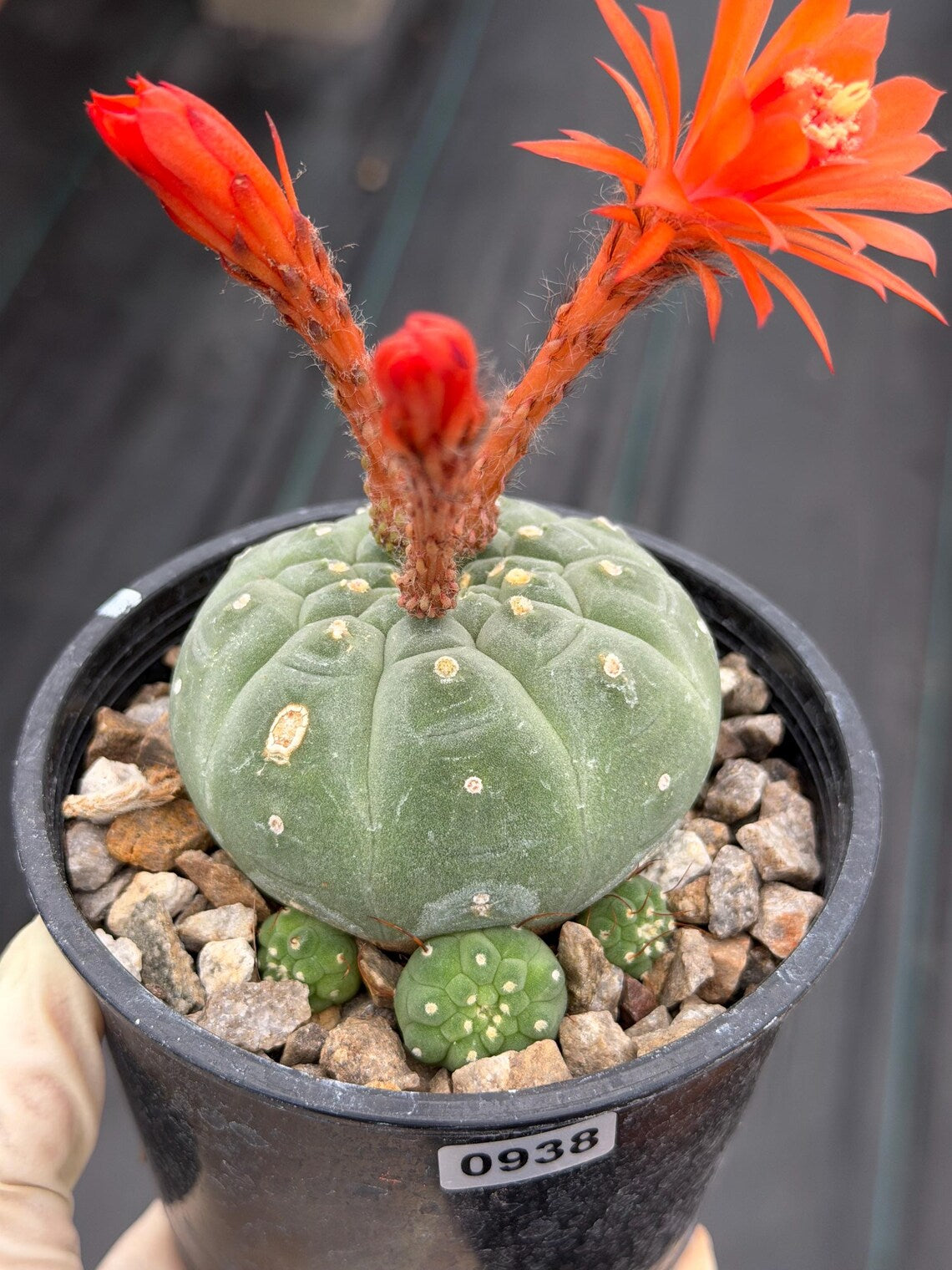 Variegated Matucana madisoniorum Cactus with Pups #938