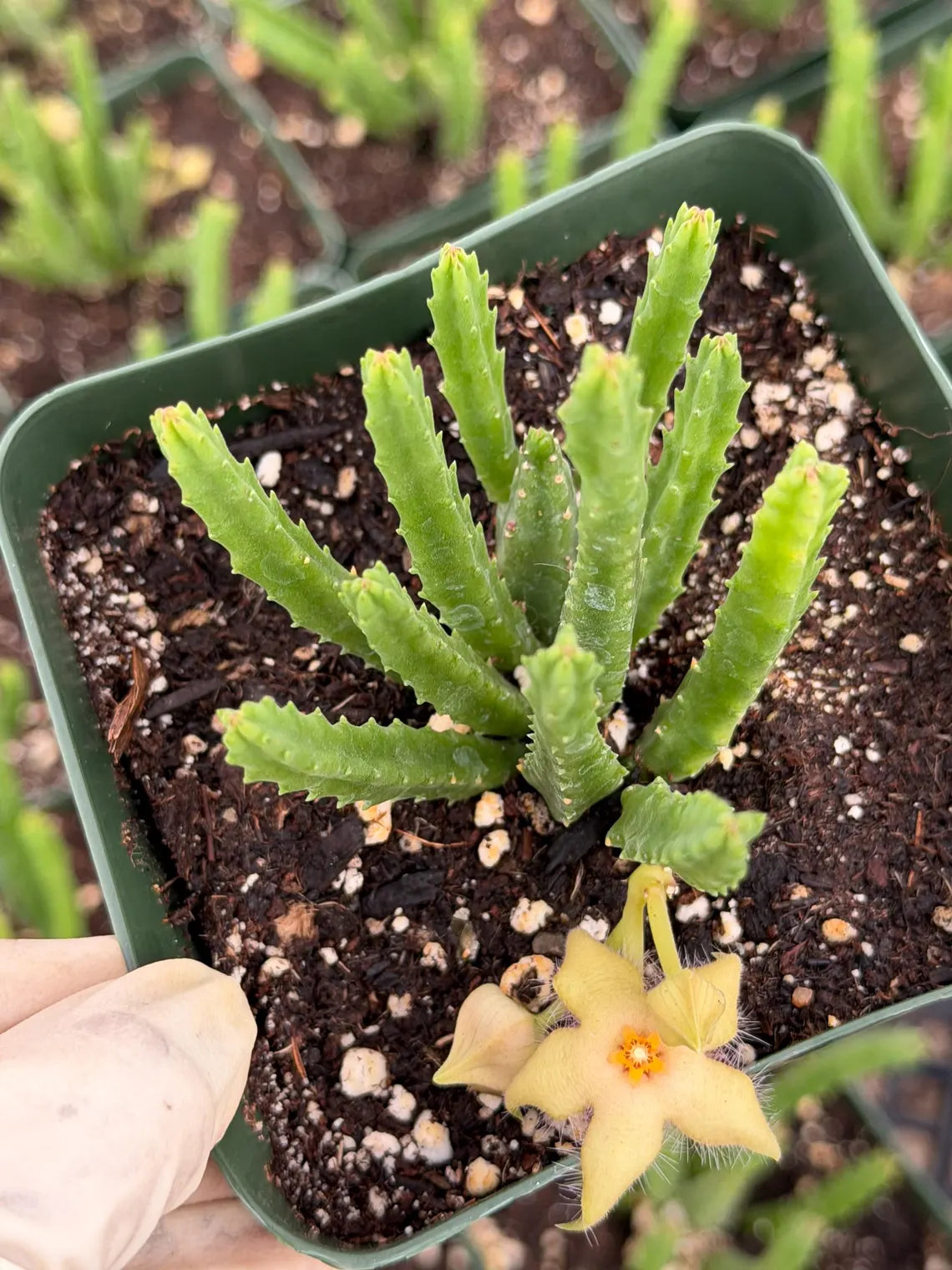 Stapelia scitula – Live Trailing Succulent