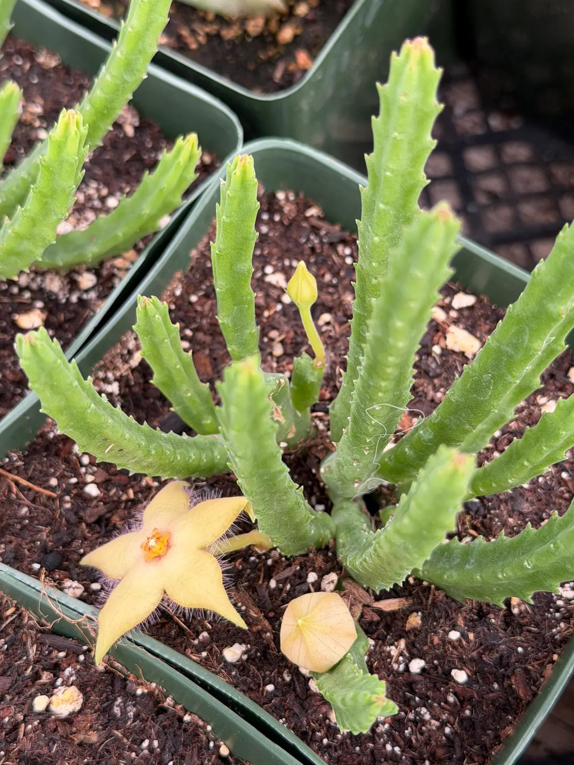 Stapelia scitula – Live Trailing Succulent