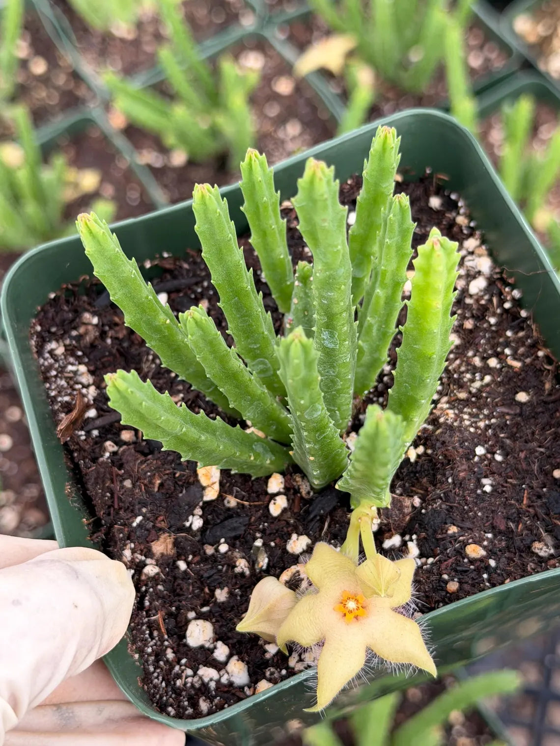 Stapelia scitula – Live Trailing Succulent