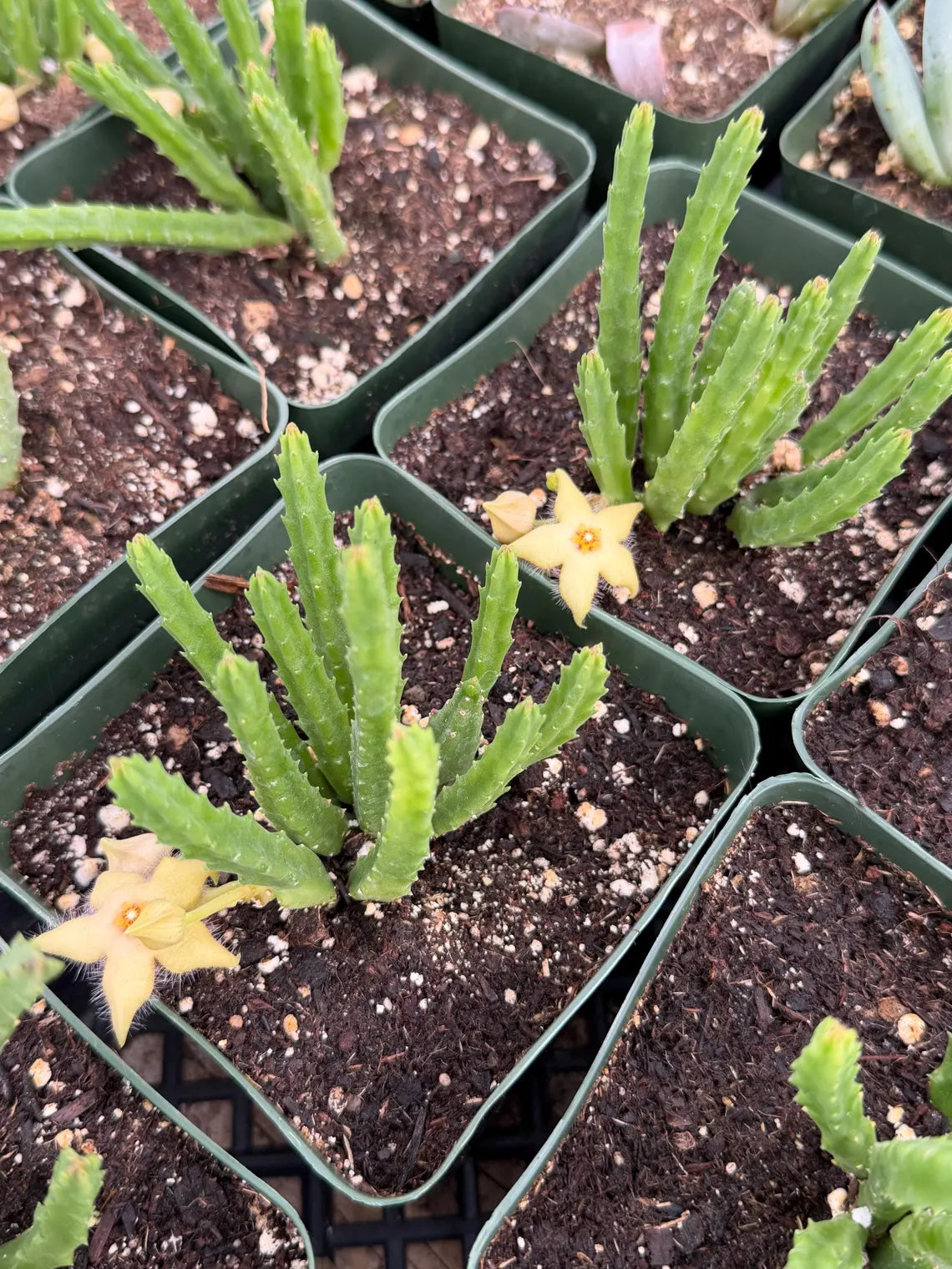 Stapelia scitula – Live Trailing Succulent