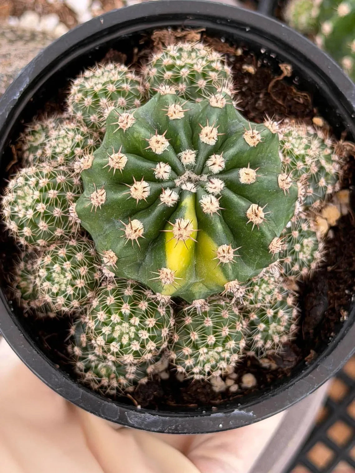 Variegated Lilly Easter Cactus Cluster #810