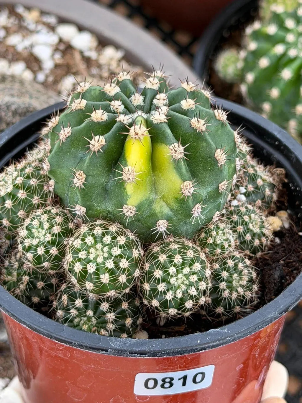 Variegated Lilly Easter Cactus Cluster #810